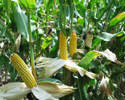 maize-crops